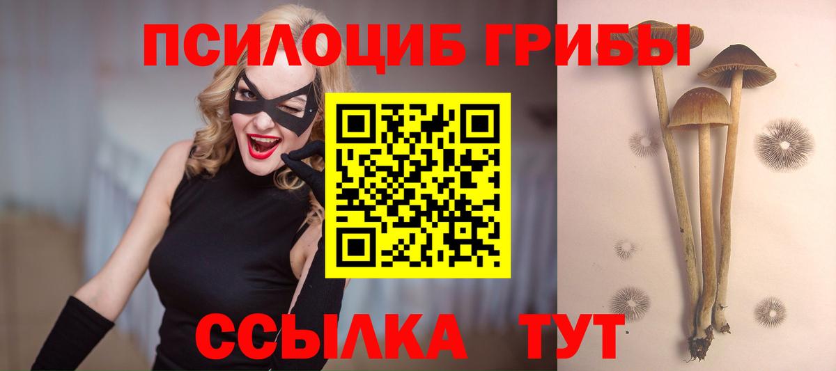 Сыктывкар  Галлюциногенные грибы Psilocybe  Вход с VPN 